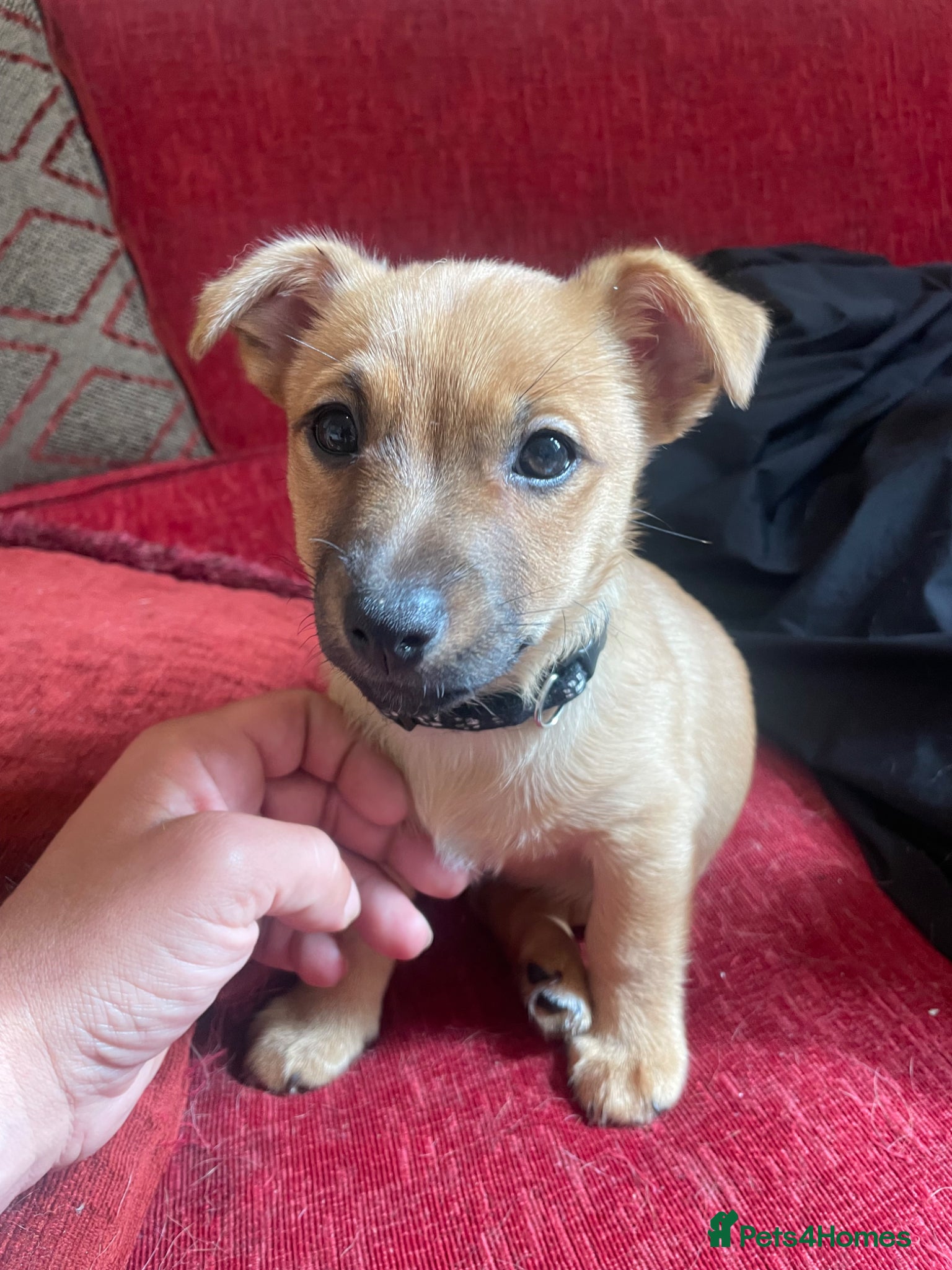 Mixed Breed dogs for sale: PomerJack puppies for sale in Aldershot - Advert 11