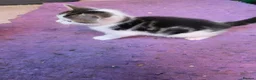 Mixed Breed cats for sale: 5 kittens and adult cat sale. Adult cat £50  in Ipswich - Advert 12