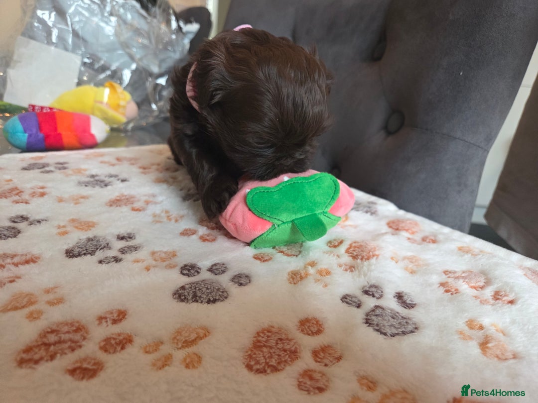 Shih Tzu dogs for sale: Shih Tzu Puppies For Sale  - Advert 27