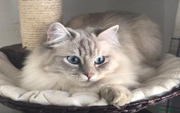 Ragdoll cats for sale: Three gorgeous ragdolls for sale  - Image 9