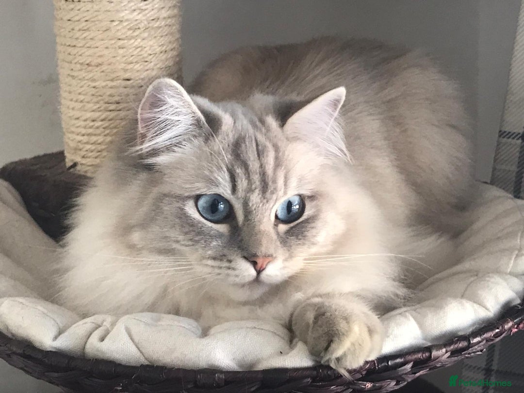 Ragdoll cats for sale: Three gorgeous ragdolls for sale  - Image 9