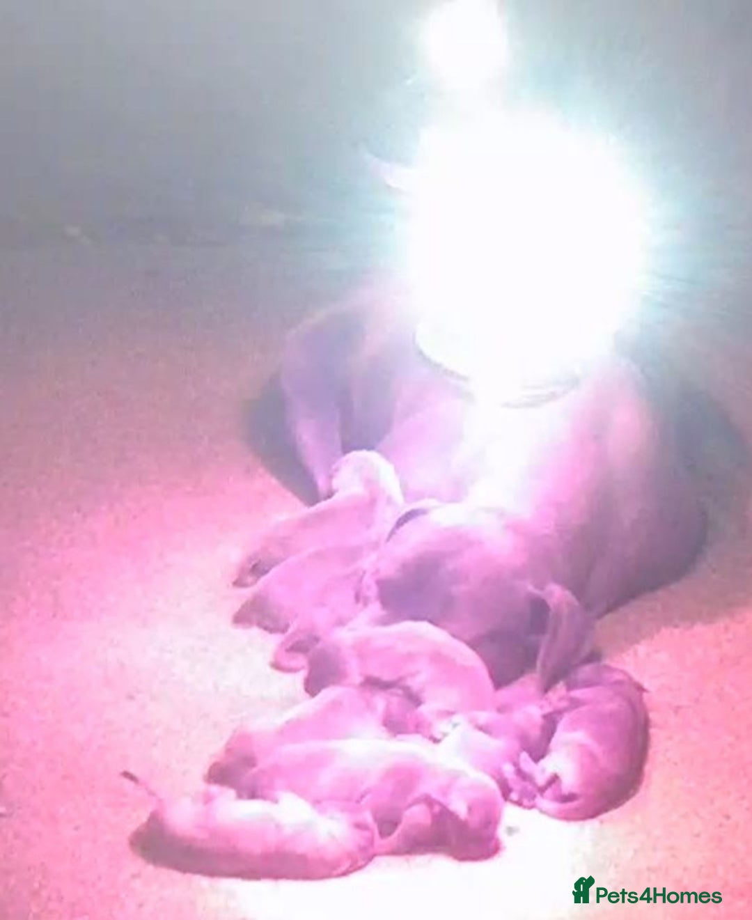 Staffordshire Bull Terrier dogs for sale: Kc Champion Blue Staffy Pups - Image 2