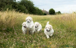 Standard Poodle dogs for sale: It has to be ALL WHITE Standard Poodle Puppies - Image 29