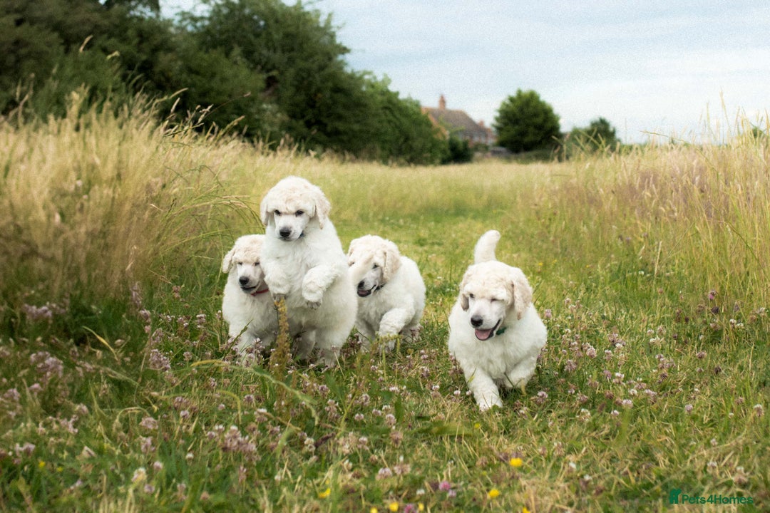 Standard Poodle dogs for sale: It has to be ALL WHITE Standard Poodle Puppies - Image 29