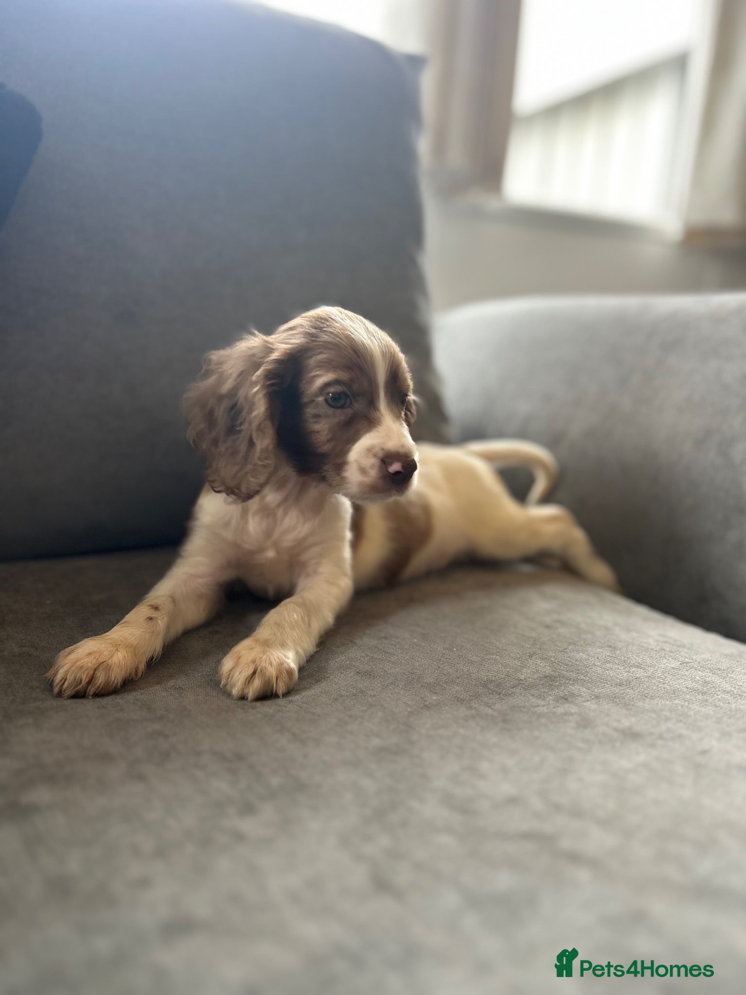 Cockapoo dogs 5 Gorgeous F1 Miniature Cockapoo Boys – Ready Now  - Advert 18