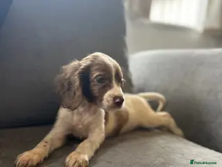 Cockapoo dogs 5 Gorgeous F1 Miniature Cockapoo Boys – Ready Now - Advert 18