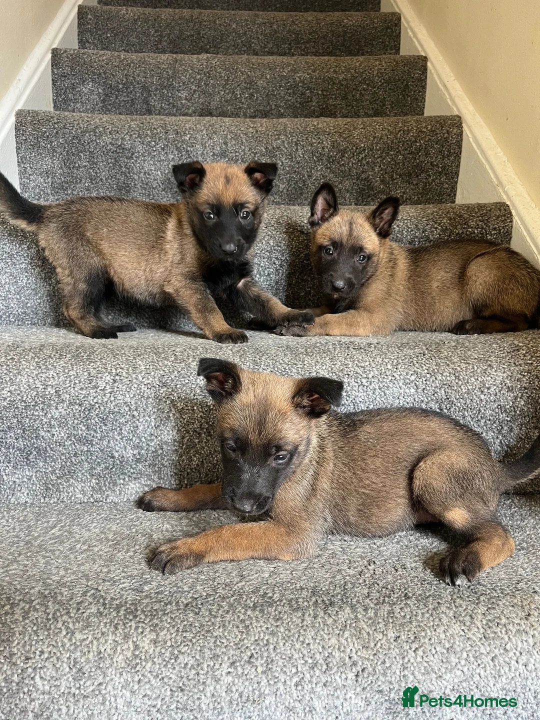 Mixed Breed dogs for sale: Belgium Malinois cross German Shepherds - Advert 4