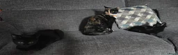 Mixed Breed cats for sale: Bombay X Tortoiseshell kittens for sale  - Advert 2