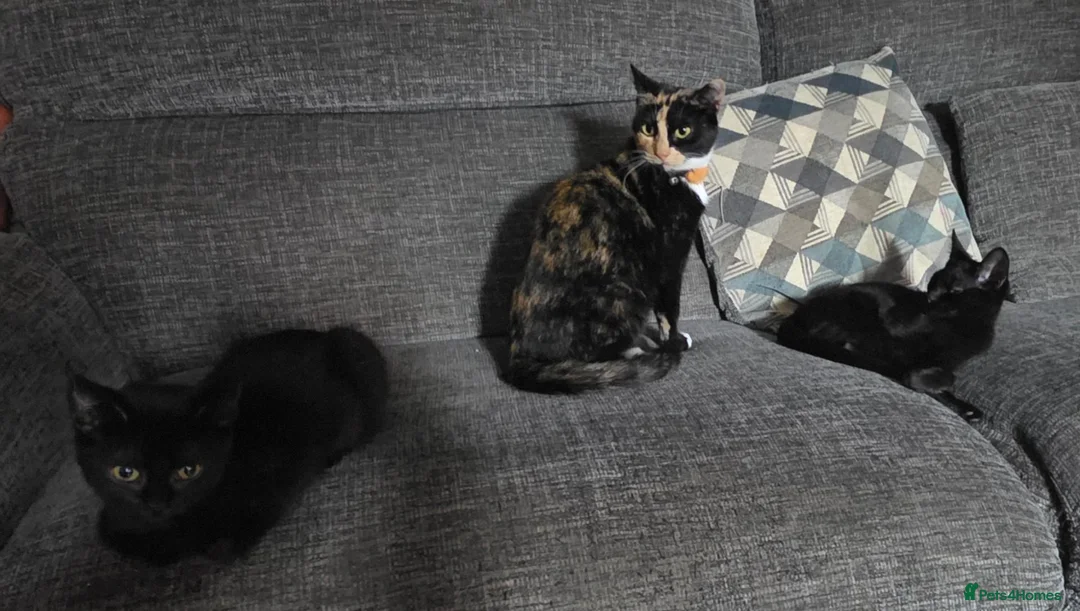 Mixed Breed cats for sale: Bombay X Tortoiseshell kittens for sale  - Advert 2