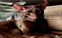 Oriental cats for sale: Pedigree Oriental Siamese kittens GCCF reg - Image 22