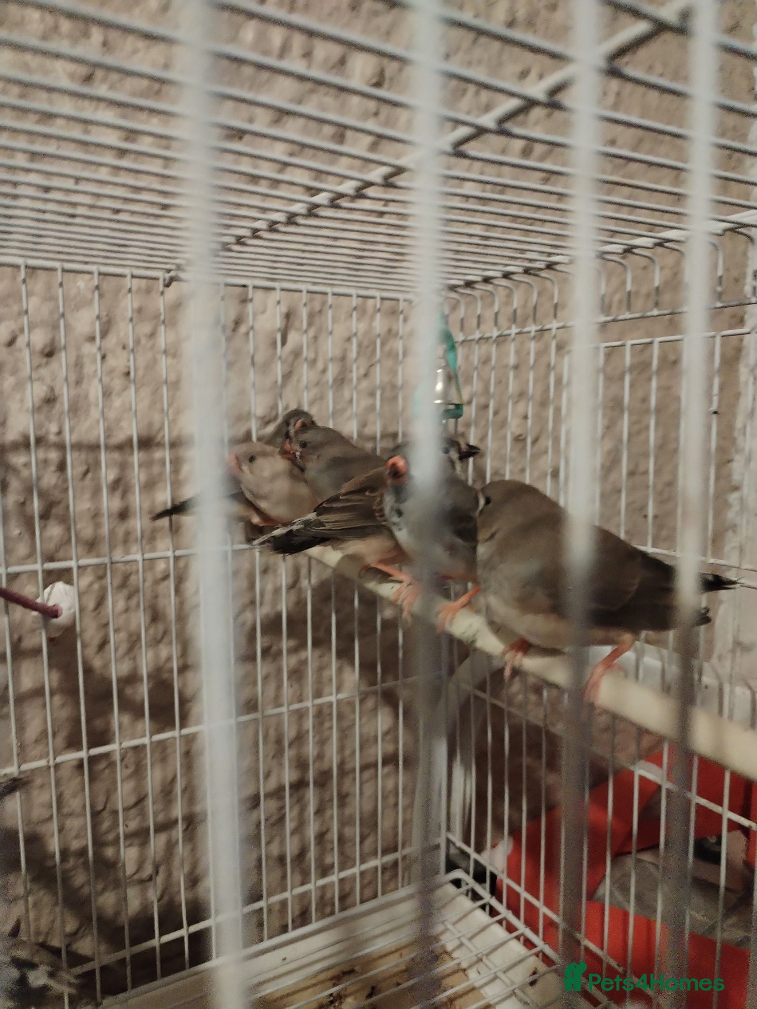 Finches birds Baby zebra finches  - Advert 2