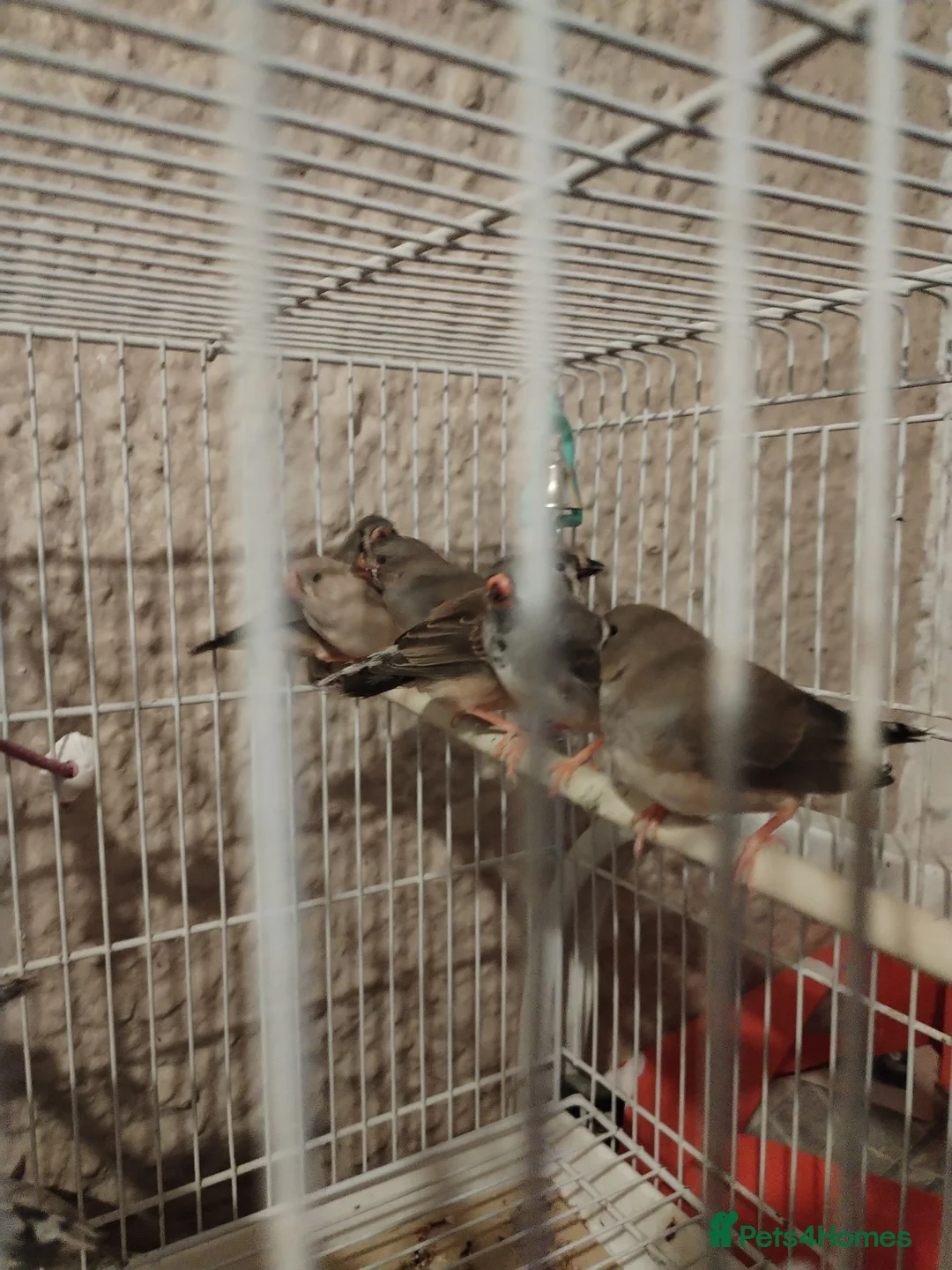 Finches birds for sale: Baby zebra finches  - Advert 1