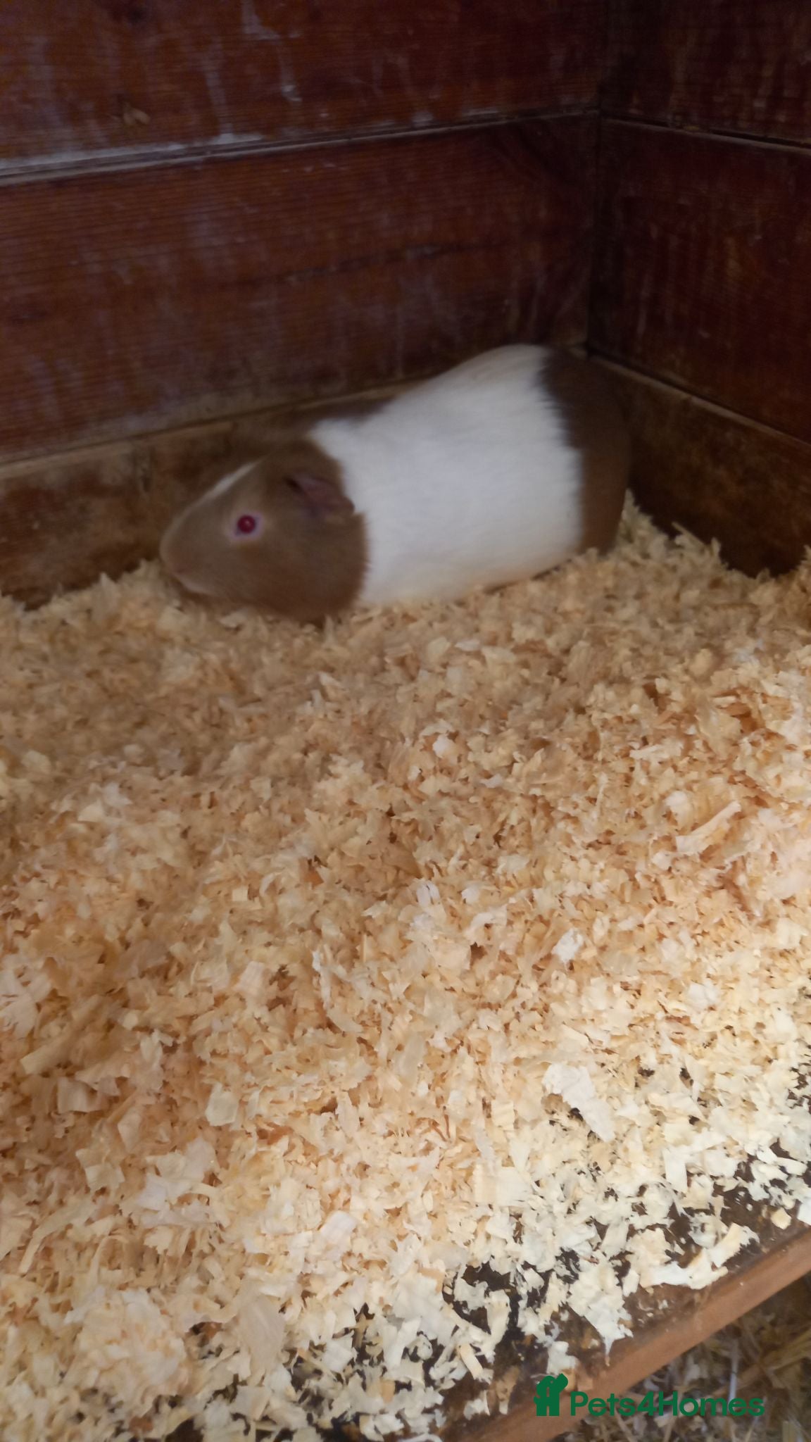 Guinea Pig rodents 3 male Guinea Pigs for sale  - Advert 3