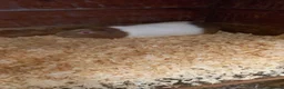 Guinea Pig rodents for sale: 3 male Guinea Pigs for sale  - Advert 1