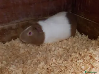 Guinea Pig rodents male Guinea Pigs for sale - Advert 6