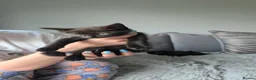 Mixed Breed cats for sale: Kittens looking for their forever homes - Advert 7