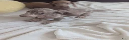 Miniature Dachshund dogs for sale: Miniature dachshund puppies - Advert 9