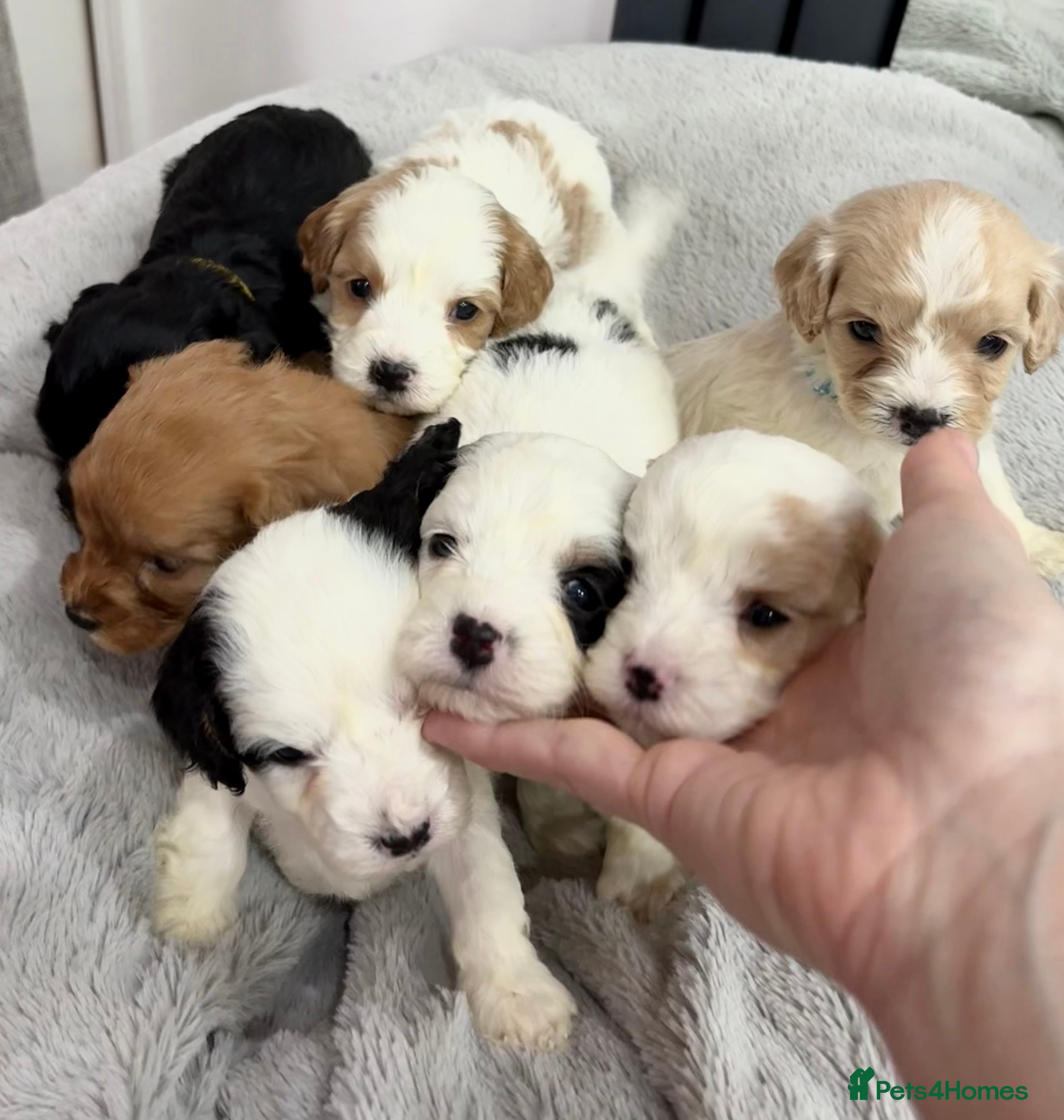 Cavapoo dogs ⭐ F1 Toy Health tested Cavapoos⭐ - Advert 18