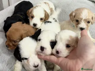 Cavapoo dogs ⭐ F1 Toy Health tested Cavapoos⭐ - Advert 18