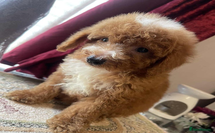 Cavapoo dogs - Advert 13