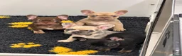 French Bulldog dogs for sale: READY NOW KC French Bulldogs - Advert 6