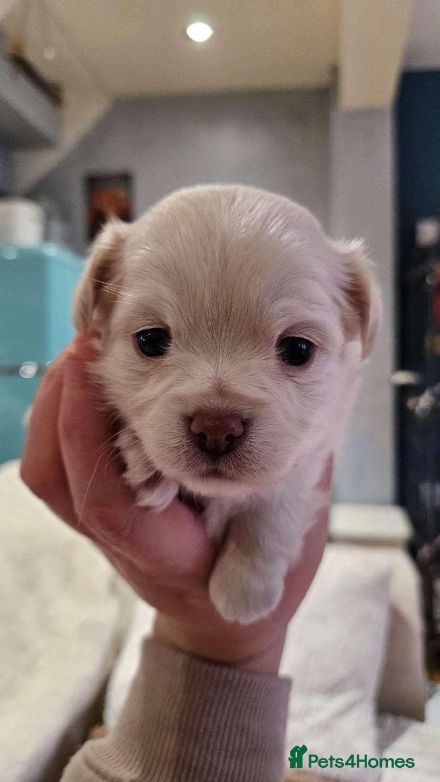 Chihuahua dogs ✨ Long haired Boys from Russian lines ✨ - Advert 1