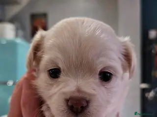 Chihuahua dogs ✨ Long haired Boys from Russian lines ✨ - Advert 1