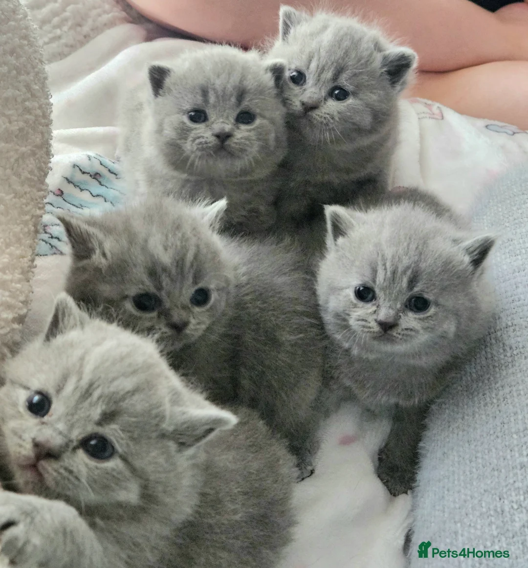 British Shorthair cats for sale: Champion British Shorthair Kittens GCCF Pure Breed - Advert 2