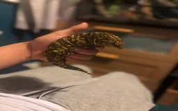 Gecko reptiles for sale: MALE leachianus gecko  - Image 5