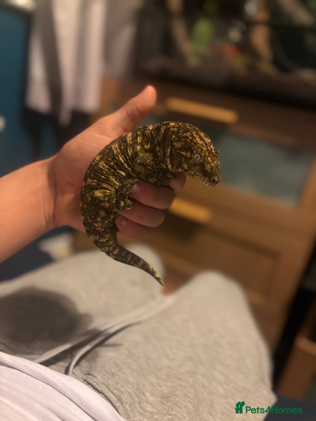 Gecko reptiles for sale: MALE leachianus gecko  - Image 5
