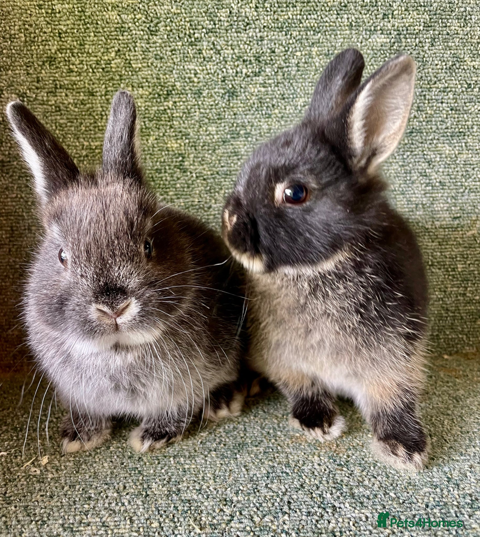 Netherland Dwarf rabbits Sweet Netherland Dwarf babies available now  - Advert 15
