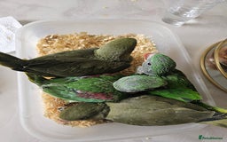 Mixed Breed birds for sale: Indian ringneck  - Image 10