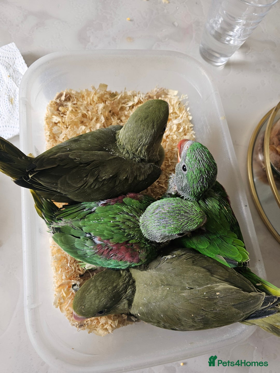 Mixed Breed birds for sale: Indian ringneck  - Image 10
