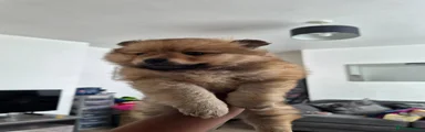 Mixed Breed Puppy 1
