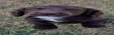 Cocker Spaniel 4