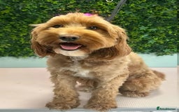 Cockapoo dogs for sale: READY NOW: 2x F1b curly red cockapoo boys - Image 9