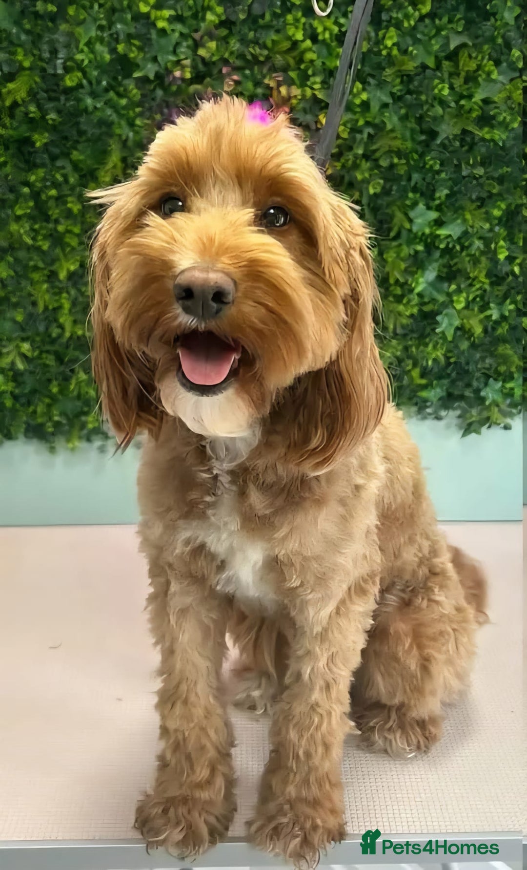Cockapoo dogs for sale: READY NOW: 2x F1b curly red cockapoo boys - Image 9