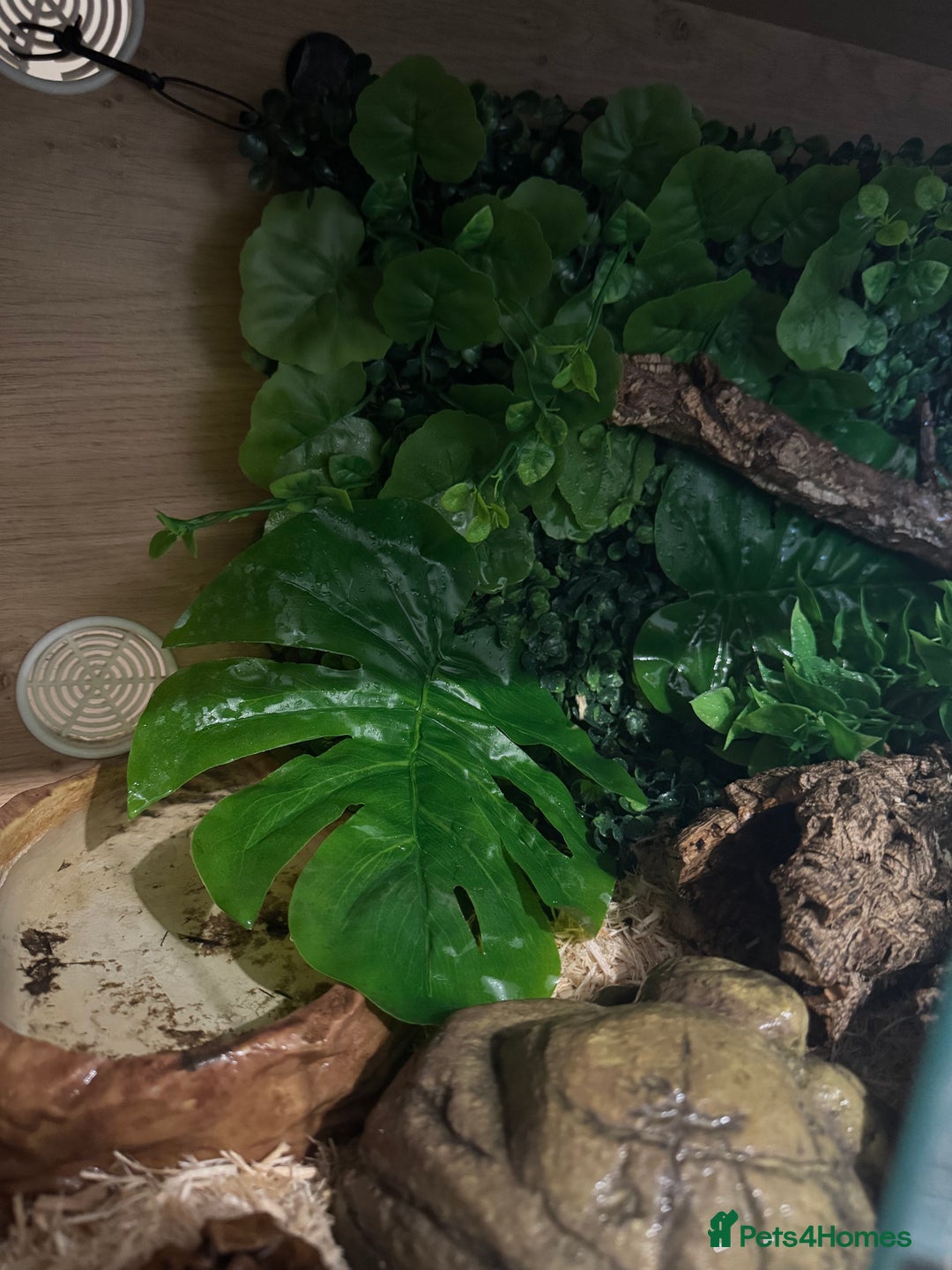 Snake reptiles for sale: Hognose snake and set up  - Image 10
