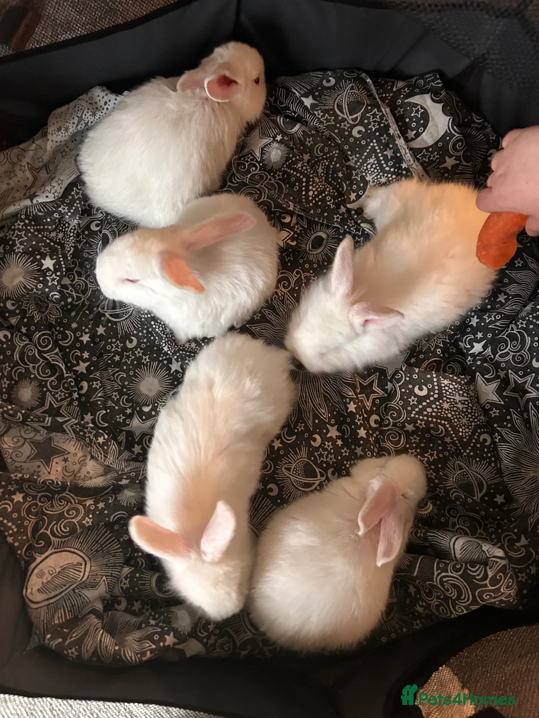 Blanc De Bouscat rabbits for sale: Baby rabbits for sale - Advert 3