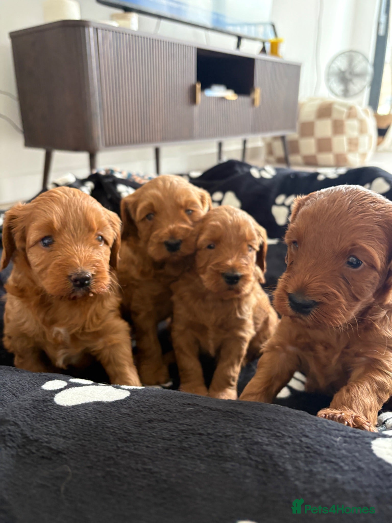 Australian Labradoodle dogs Stunning Mini Australian Labradoodles Puppies 🐾 - Advert 2