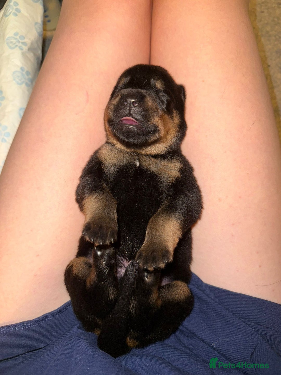 Rottweiler dogs for sale: 12 beautiful puppies  - Image 22