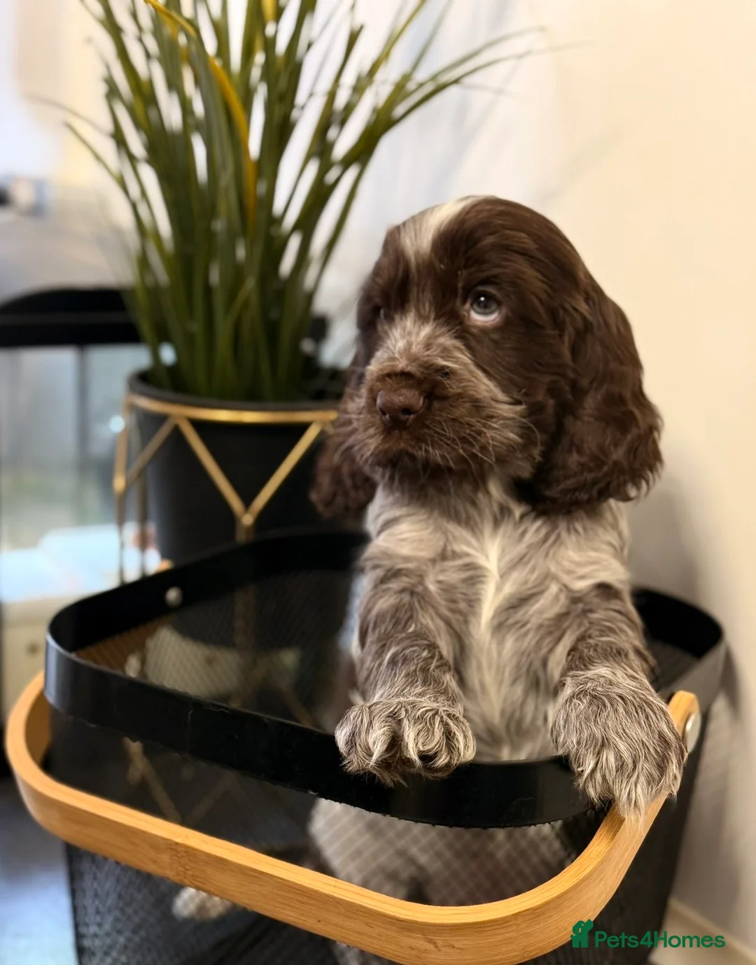 Cocker Spaniel dogs for sale: Show type cocker spaniels  - Advert 6