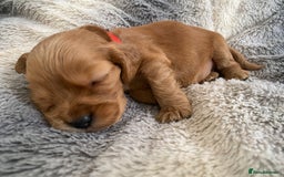 Cocker Spaniel dogs for sale: KC Reg Show Type Golden Cocker Spaniel puppies - Image 16