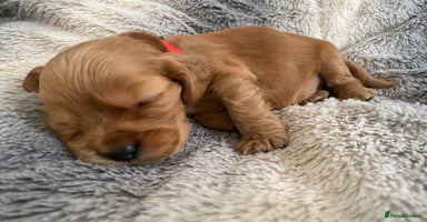 Cocker Spaniel dogs - Advert 8