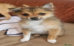 Pomchi dogs for sale: Very cute Pomchis - Image 1