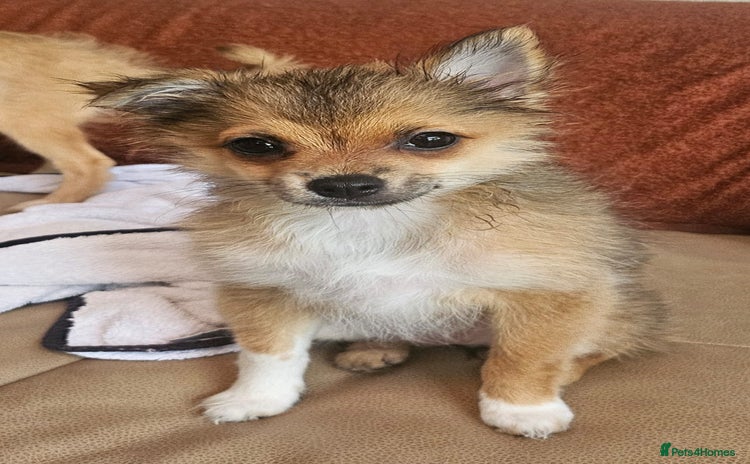 Pomchi dogs - Advert 1