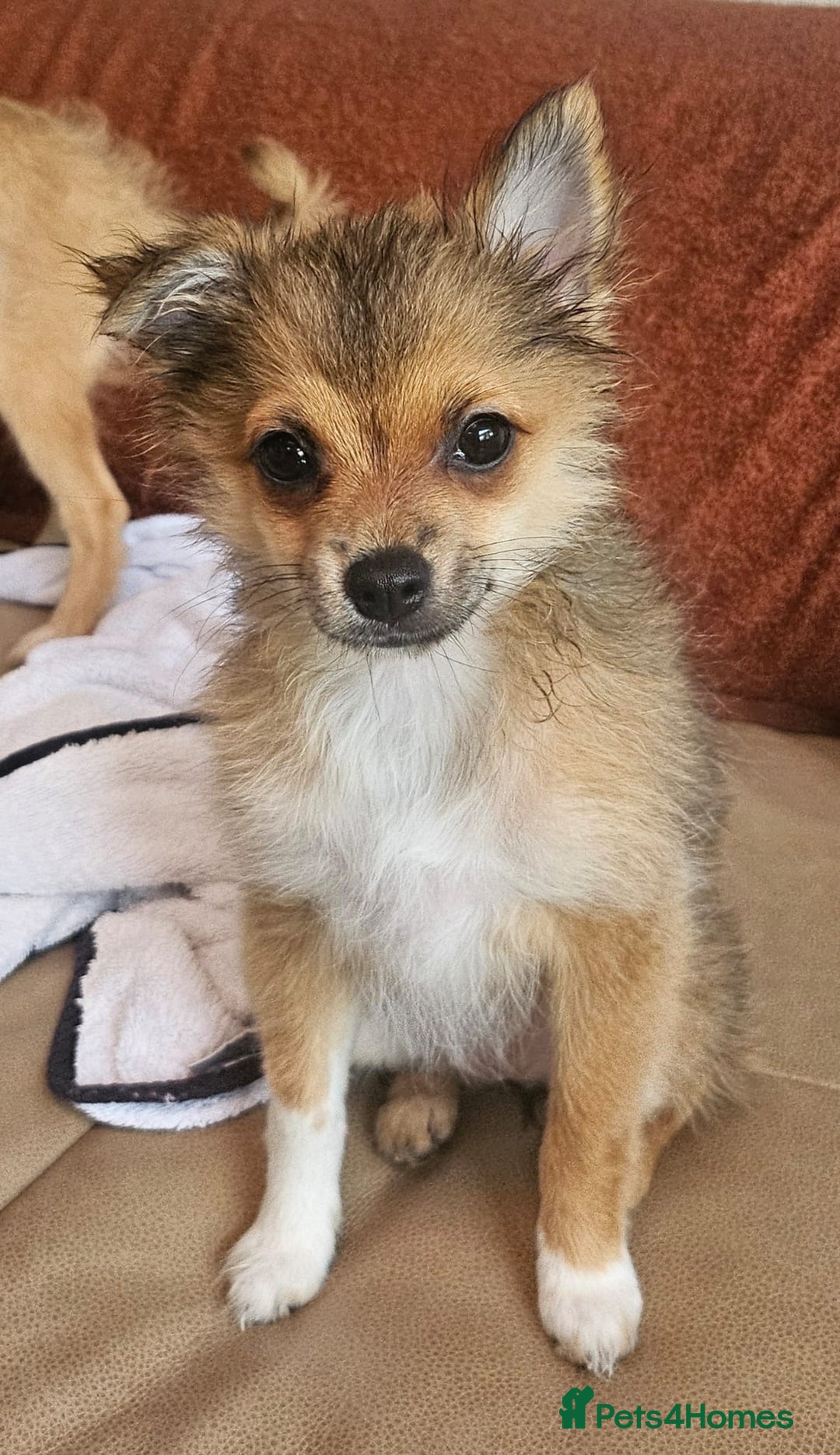 Pomchi dogs for sale: Very cute Pomchis - Image 1