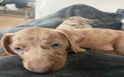 Miniature Dachshund dogs for sale: 2 x Miniature dachshund  - Image 5