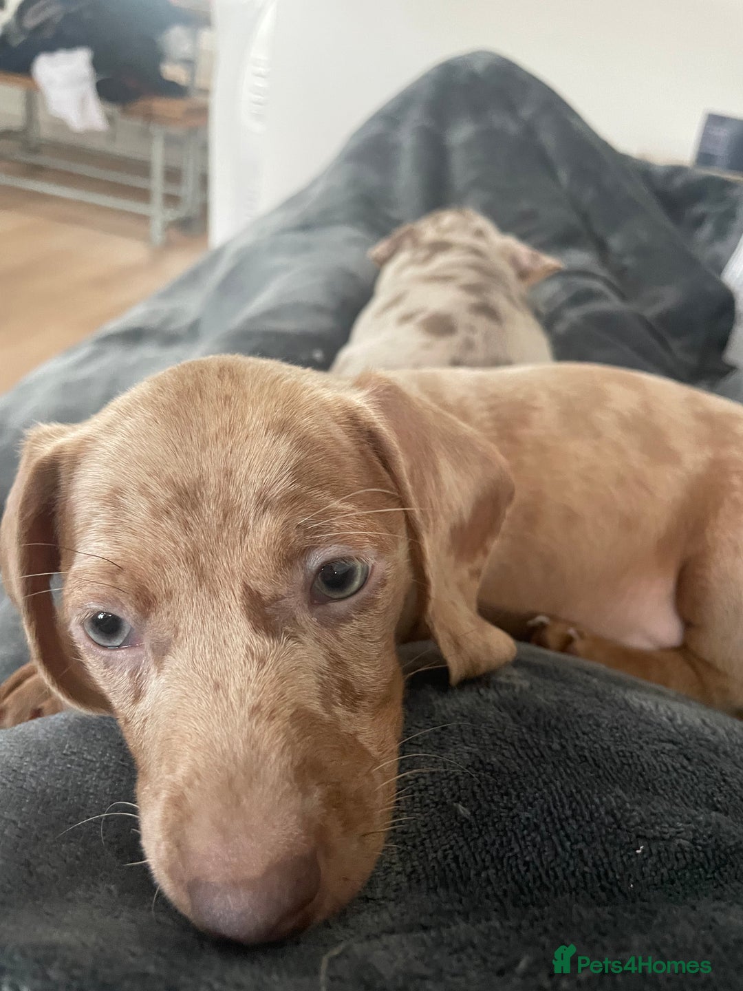 Miniature Dachshund dogs for sale: 2 x Miniature dachshund  - Image 5
