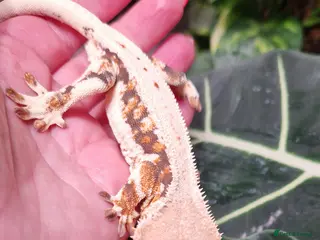 Gecko reptiles Lily white crested gecko male - Advert 8